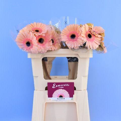 <h4>GE GR ALLIANCE</h4>