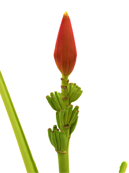 <h4>Musa Orange</h4>