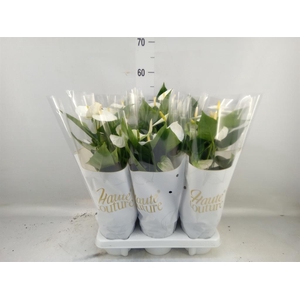 Anthurium andr. 'Cocos'