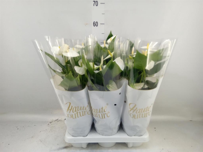 <h4>Anthurium andr. 'Cocos'</h4>