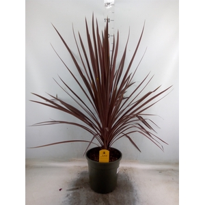 Cordyline austr. 'Red Star'