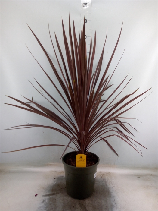 <h4>Cordyline austr. 'Red Star'</h4>