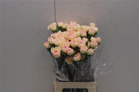 <h4>Di St Ukelele</h4>