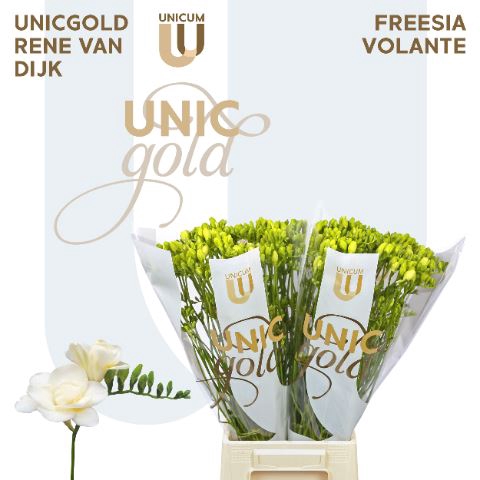<h4>FREESIA DU 'VOLANTE'</h4>