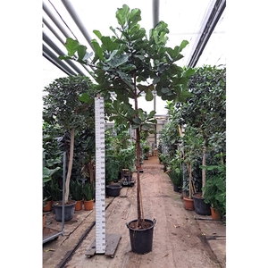 Ficus Lyrata rechte stam 480