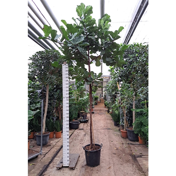 Ficus Lyrata rechte stam 480