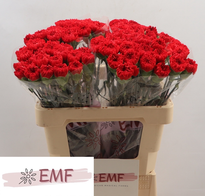 <h4>DI ST SPARTA+</h4>