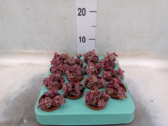 <h4>Crassula marginalis</h4>