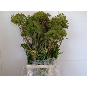 Angelica Gigas