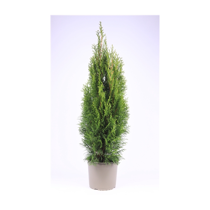 <h4>Thuja occidentalis 'Smaragd'</h4>