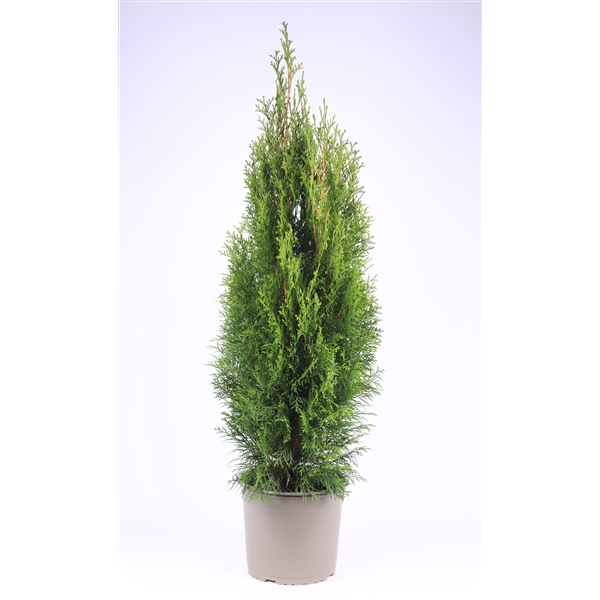 Thuja occidentalis 'Smaragd'