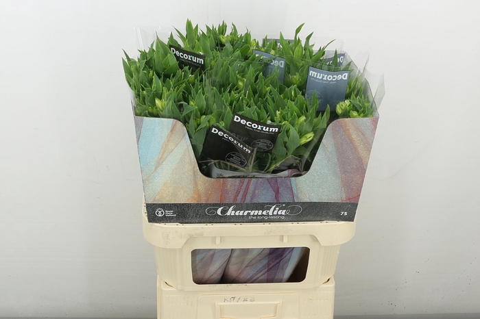 <h4>Alstr Flor Charmelia White</h4>