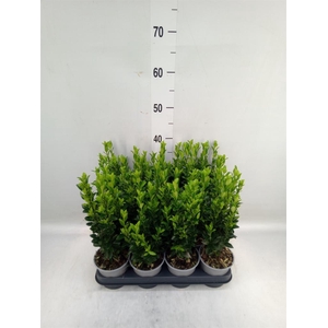 Euonymus japon. 'Green Spire'