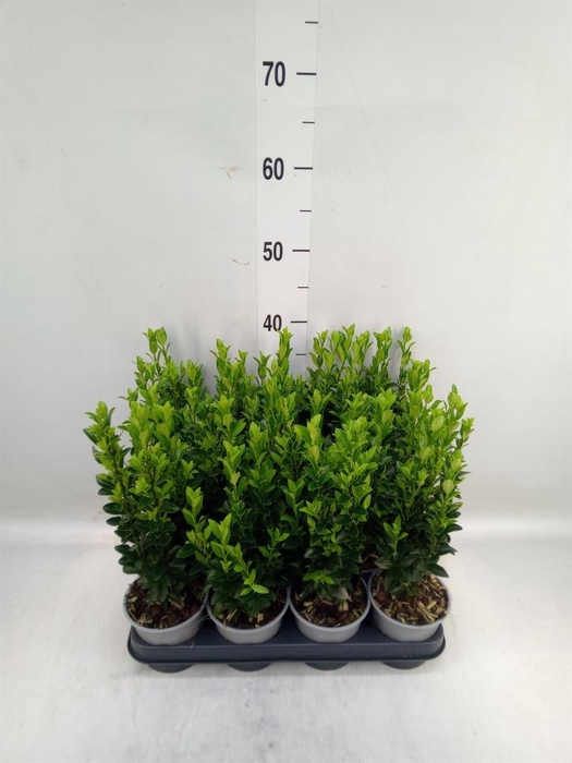 <h4>Euonymus japon. 'Green Spire'</h4>