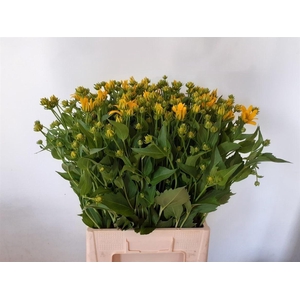 Rudbeckia Nitida