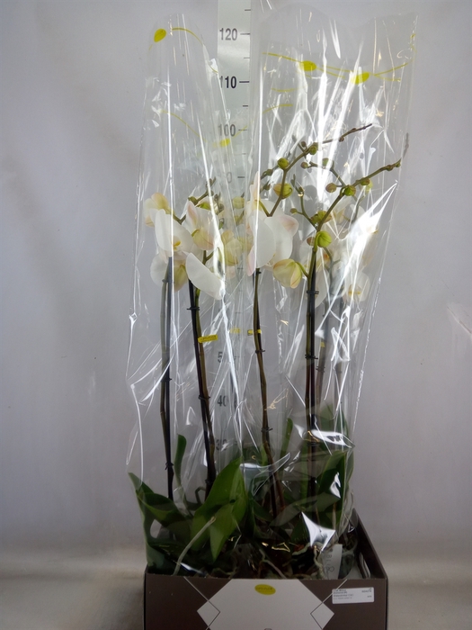 <h4>Phalaenopsis   ...white</h4>