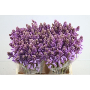 Scilla Pink