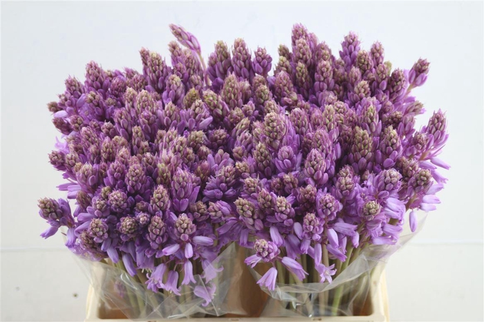 <h4>Scilla Pink</h4>