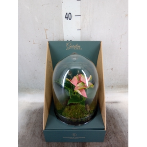 Arr.  Anthurium H%