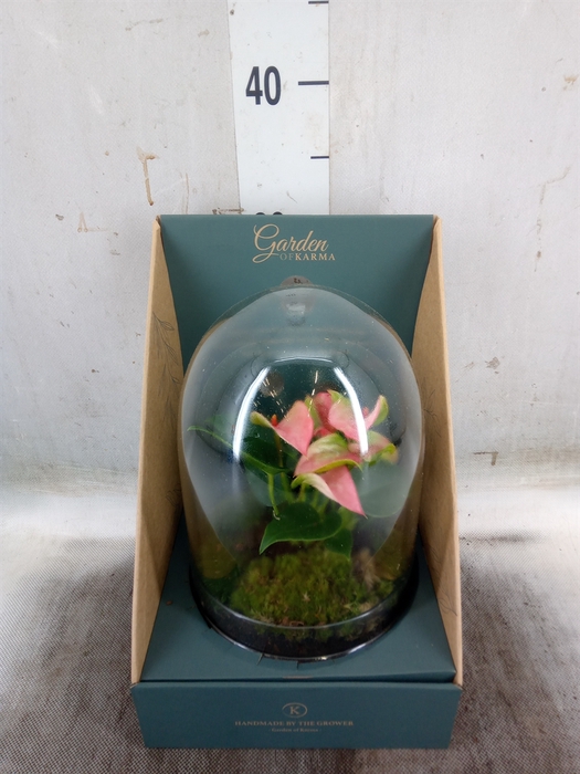 <h4>Arr.  Anthurium H%</h4>