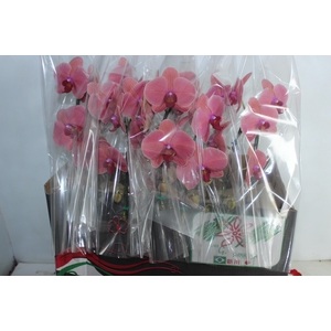 PHALAENOPSIS CASCATA P15 BICOLOR MIN 8 FLS