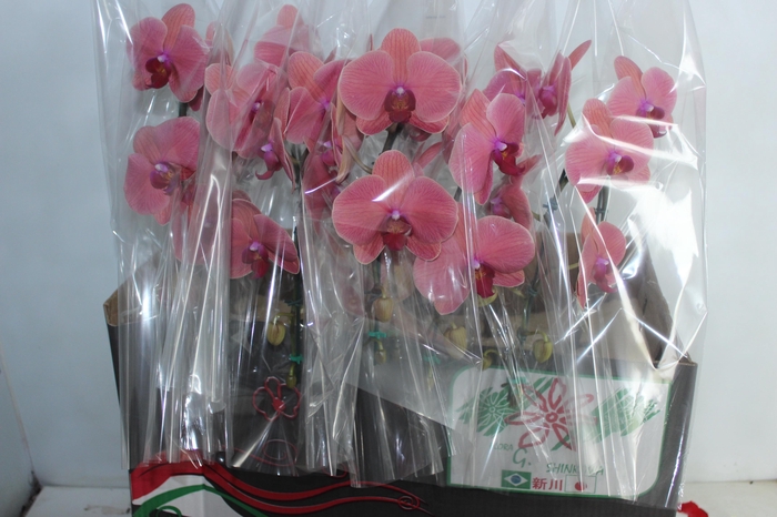 <h4>PHALAENOPSIS CASCATA P15 BICOLOR MIN 8 FLS</h4>