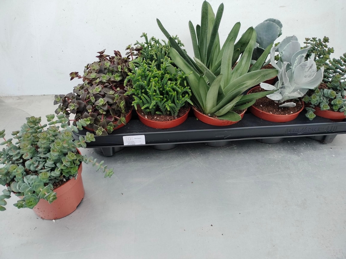 <h4>SUCC GEM 5 SRT</h4>