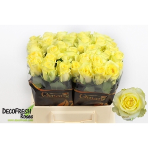 Rosa large minion rose