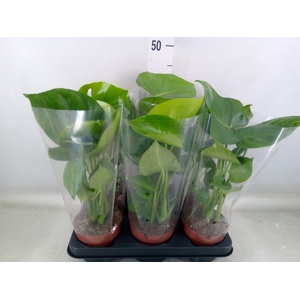 Monstera   ...