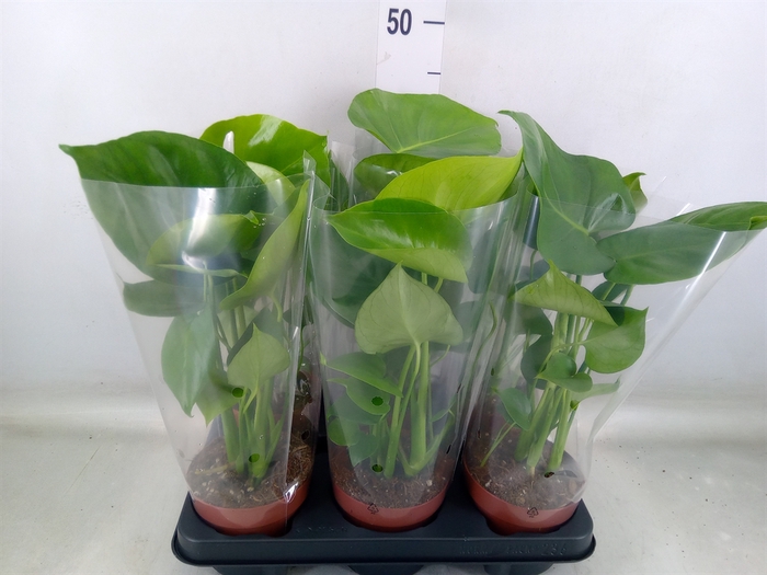 <h4>Monstera   ...</h4>
