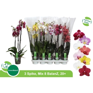 PHAL GEM 8 KL