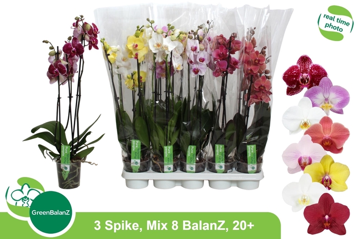<h4>PHAL GEM 8 KL</h4>