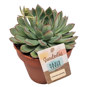 Echeveria Pelusida - 1154