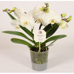 Phalaenopsis wit meer takken