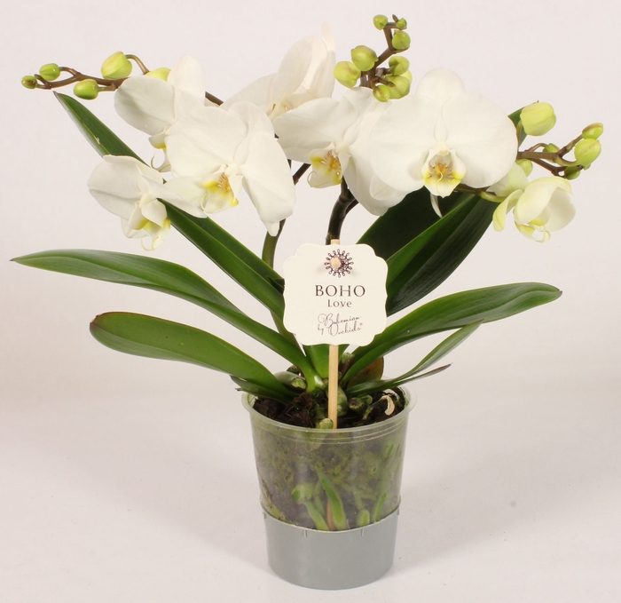 <h4>Phalaenopsis wit meer takken</h4>