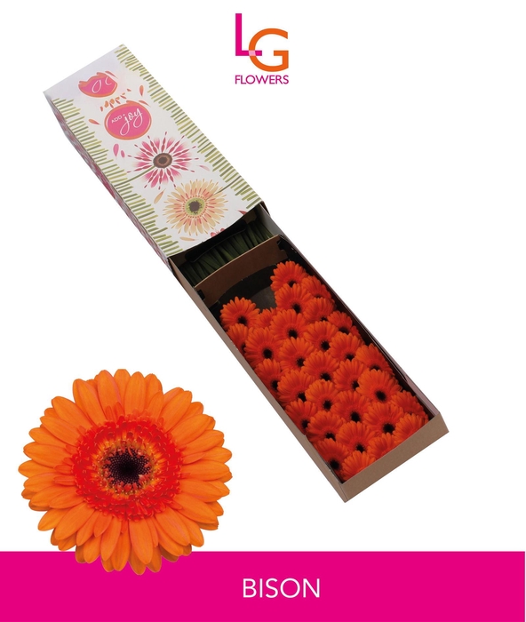 <h4>Germini Bison Doos</h4>