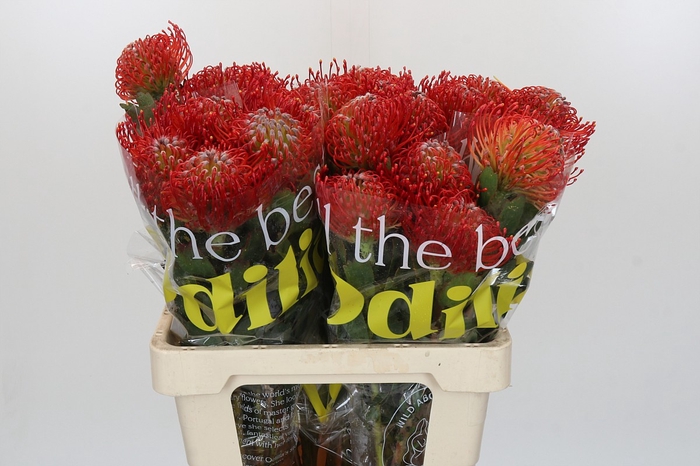 <h4>Nutans Ayoba Red</h4>