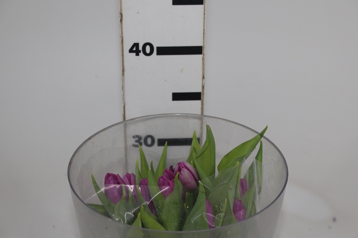<h4>TULIPA ROXO</h4>