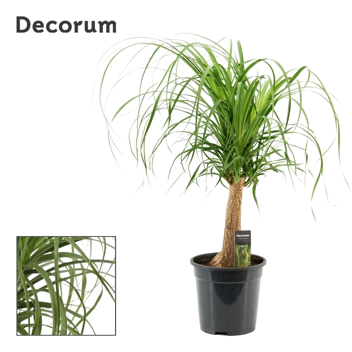 <h4>Beaucarnea recht 21 cm compacte stam (Decorum)</h4>