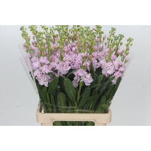 MATTH IRON CHERRY BL