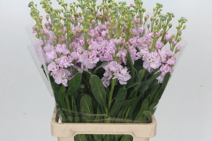 <h4>MATTH IRON CHERRY BL</h4>