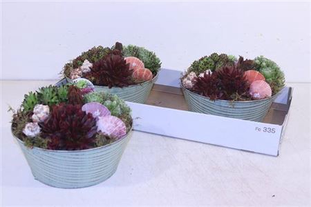 <h4>Arr Sempervivum Zink</h4>