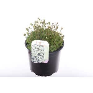 Saxifraga Pixie White