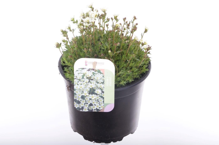 <h4>Saxifraga Pixie White</h4>
