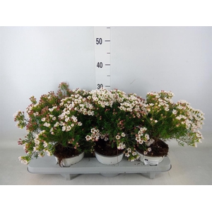 Chamelaucium unci.   ...