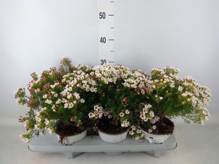 <h4>Chamelaucium unci.   ...</h4>