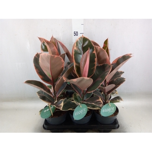 Ficus elastica 'Belize'