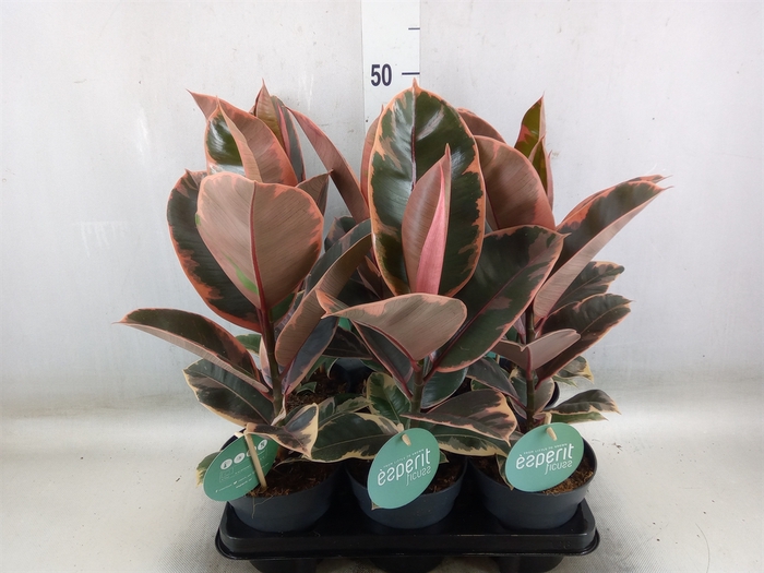 <h4>Ficus elastica 'Belize'</h4>