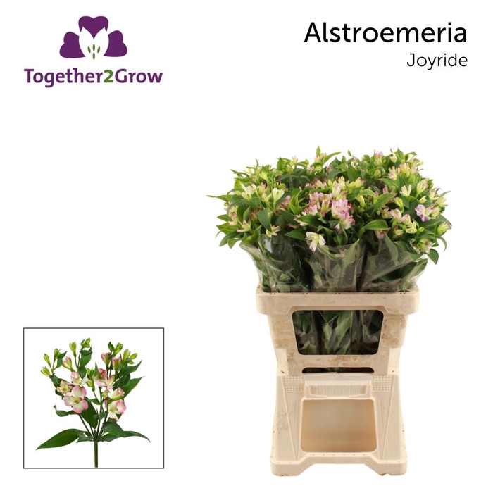 <h4>ALST FL JOY RIDE</h4>