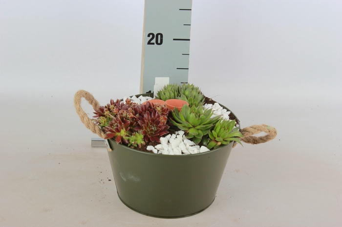 <h4>ARR SEMPERVIVUM</h4>